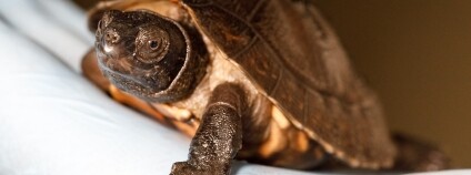 Foto: Miroslav Bobek / Zoo Praha