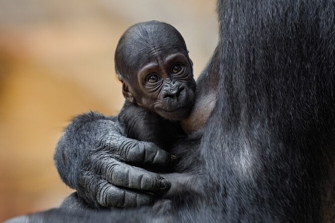 Nejmladším „velvyslancem divoké přírody“ je v Zoo Praha gorilí samička Gaia, kterou v sobotu pokřtila slavná primatoložka a ochránkyně přírody Jane Goodall.