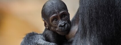 Gorilí samička Gaia Foto: Miroslav Bobek Zoo Praha