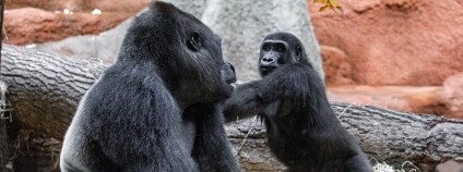 Foto: Miroslav Bobek / Zoo Praha