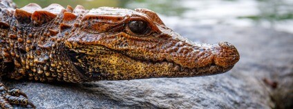 Foto: Miroslav Bobek / Zoo Praha