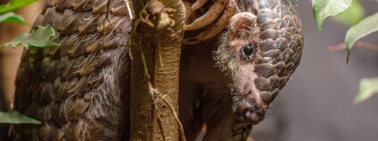 Foto: Miroslav Bobek / Zoo Praha