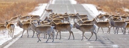 Foto: Miroslav Bobek / Zoo Praha