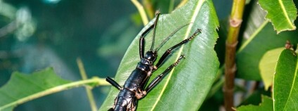 Strašilka humří Foto: Miroslav Bobek Zoo Praha
