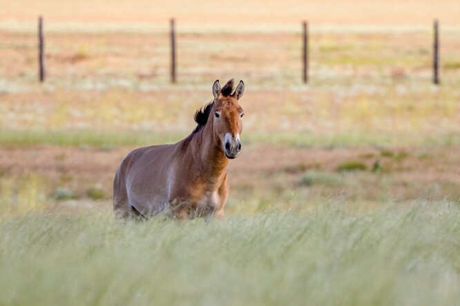 Zorro v aklimatizační ohradě v Alibi předminulý pátek ráno.