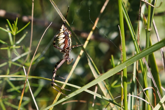 První nález křižáka pruhovaného (Argiope bruennichi) v Mongolsku: 7. srpna 2025 v údolí Klášterů, 119° 9' 54.69" V, 47° 12' 9.25"