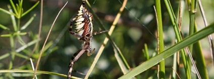 První nález křižáka pruhovaného v Mongolsku. Foto: Miroslav Bobek