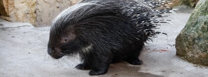 Foto: Miroslav Bobek / Zoo Praha