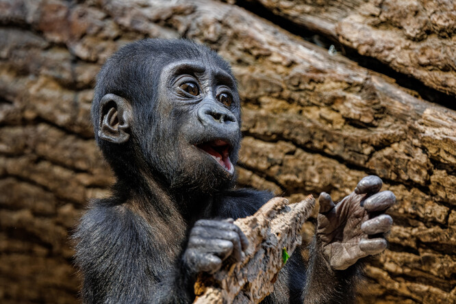 Šestiměsíční Gaia v Zoo Praha.