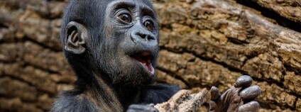 Foto: Miroslav Bobek / Zoo Praha