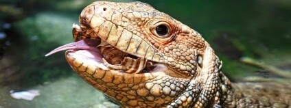 Foto: Miroslav Bobek / Zoo Praha