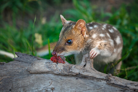 Kunovec tečkovaný.