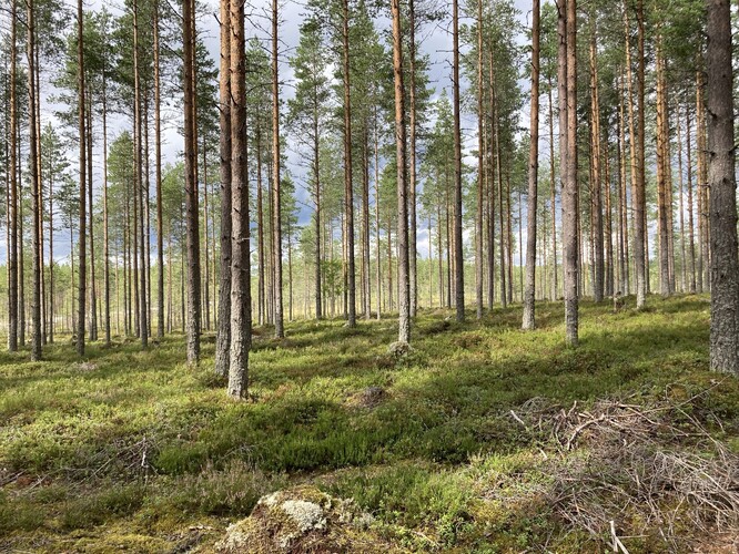 Produktivita skandinávských lesů, které rostou v chladném prostředí s krátkou vegetační sezonou, silně závisí na schopnosti mykorhizních hub recyklovat minerální živiny v půdě (Karstula, Finsko).