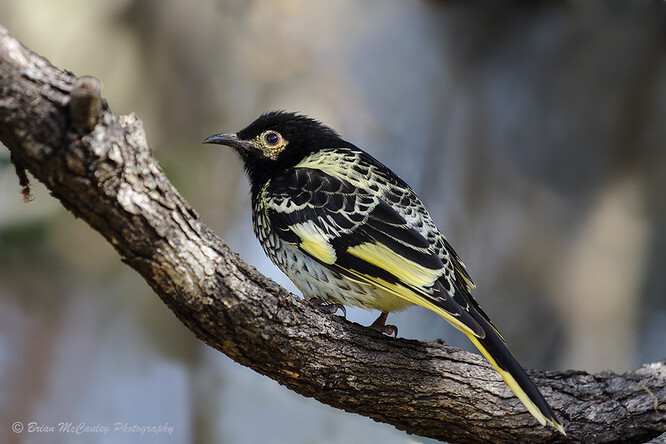 I když tedy izolovanější populace medosavek u Melbourne a Sydney mají určitý potenciál k záchraně celého druhu, nic takového nejspíš nenastane. Doplácí na poklesem početnosti vyvolanou ztrátu kulturní rozmanitosti námluvných songů.