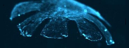 Uměle vytvořený meduzoid. Foto: Harvard University/Caltech