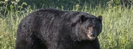 foto: dhdgd / youtube.com