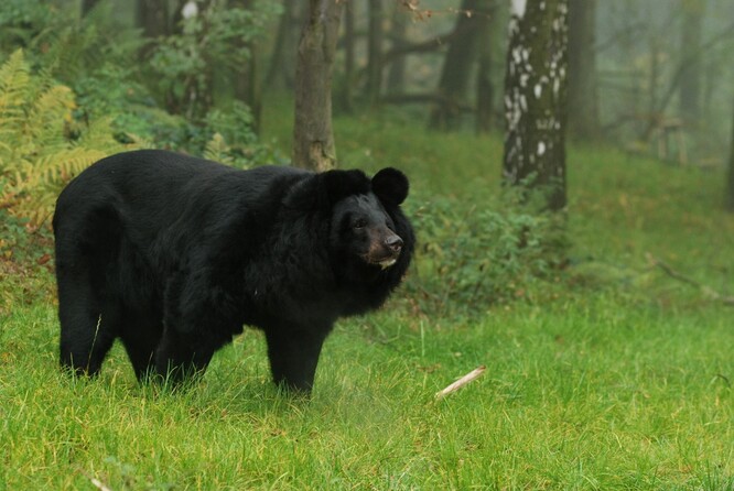 Ostravská zoo patří mezi velké tuzemské zahrady. Se svou stohektarovou rozlohou je druhou největší v zemi, po Zooparku Chomutov.