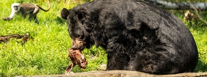 Medvěd ušatý Jirka převezený z Konopiště do Zoo Ostrava Foto: M. Vlčková Zoo Ostrava