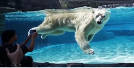 Zoologická zahrada v Singapuru se rozhodla utratit prvního ledního medvěda, který se kdy narodil a žil v tropech. Sedmadvacetiletá šelma již trpěla neduhy stáří, od artritidy přes problémy s chrupem až po ušní infekce. Inuka (na obrázku) bude patrně posledním ledním medvědem, který v Singapuru žil. Zoologická zahrada totiž uvedla, že polární medvědy už chovat nebude.