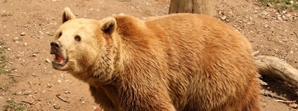 Medvěd v plzeňské zoo Foto: Markus Schroeder Flickr