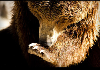 V žádostech o odstřel medvědů stojí jako nejčastější důvod, že v lese potkali medvěda. Kde jinde by ho měli potkat?