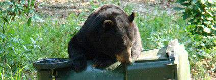 Medvěd u popelnice Foto: Florida Fish and Wildlife / Flickr.com