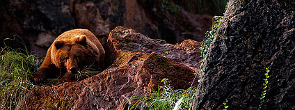 Medvěd hnědý. Foto: Noel Feans/Flickr