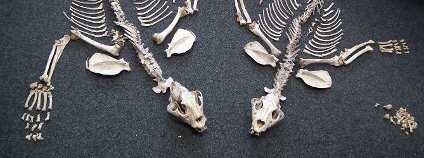 Tygří kosti Foto: ČIŽP