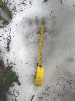 Zadní stopa medvěda v Beskydech