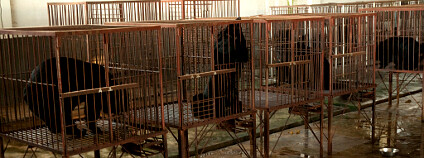 Medvědi chovaní pro žluč Foto: Soggydan Flickr