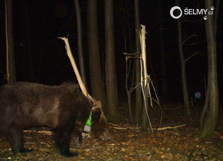 Medvědice na snímku z fotopasti v Palkovických hůrkách, v pozadí poškozené lípy, jejichž lýkem se živila.