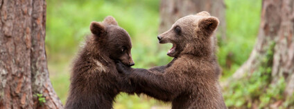 Medvíďata Foto: Giedriius / Shutterstock