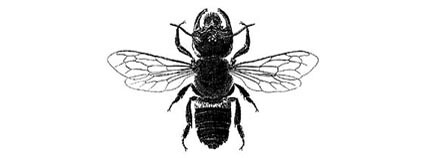 Znovuobjevený druh včely, která byla domněle vyhynulá, Indonésie