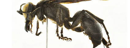 Samice obří vosy Megalara garuda. Foto: Lynn S. Kimsey, Michael Ohl Zookeys