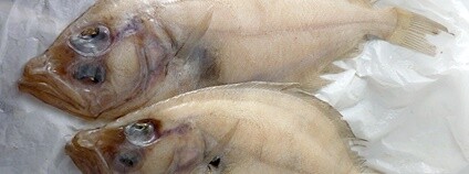 Pakambala průsvitná Foto: Beck Flickr