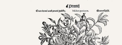 Mattioliho Herbář neboli bylinář z roku 1562 Foto: Wikimedia Commons