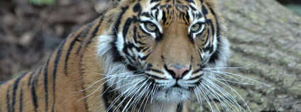 Foto: Londýnská zoo