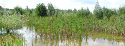 foto: Místo pro přírodu