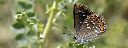 Vědecká expedice Mongolsko Foto: Mendelova univerzita v Brně