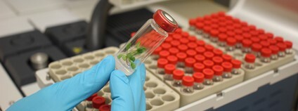 Růst rostlin výrazně ovlivňují těkavé látky, které produkují bakterie Foto: Mendelova univerzita v Brně