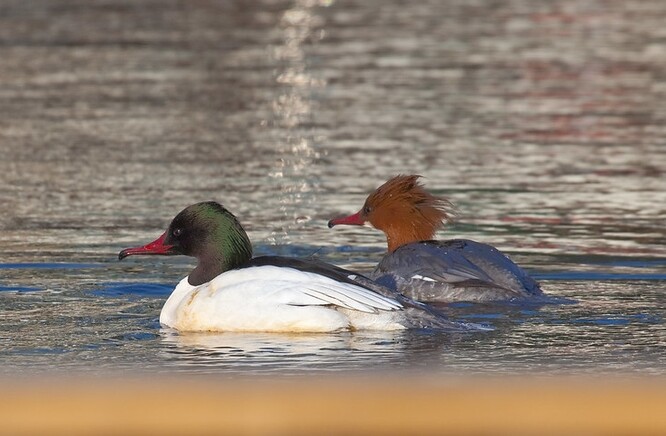 Ornitolog upřesnil, že už krátce po otravě Bečvy si všiml, že je v řece protékající Přerovem stále mnoho ryb. Letošní výskyt morčáků, kteří jsou o něco větší než divoké kachny, jej však překvapil.