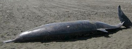 Vyplavený vorvaňovec Foto: Avenue Wikimedia Commons