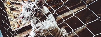 foto:  www.interpol.int