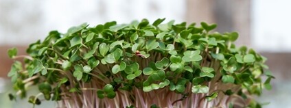 Microgreens Foto: Devi Puspita Amartha Yahya Unsplash