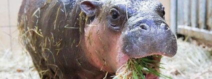 Malý hrošík liberijský si pochutnává na klíčcích Foto: Simona Jiřičková Safari park Dvůr Králové