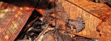 Máme tě! Žába Microhyla nepenthicola