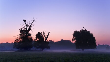 Jihomoravský luh - poslední místo v republice, kde čápi ještě hnízdí na stromech.