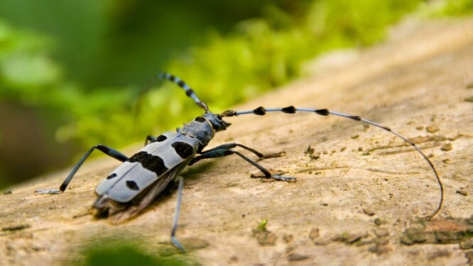 Tesařík alpský, nejpočetnější populace se vážou na původní pralesní porosty s čerstvě padlými nebo odumírajícími buky