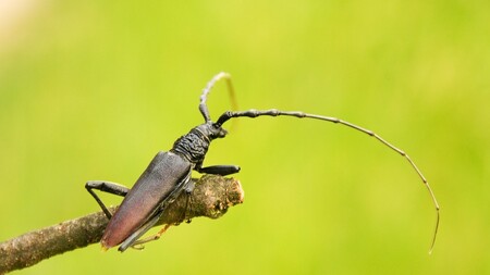 Vědci se zaměřili na chráněné brouky vázané na staré stromy a mrtvé dřevo, především tesaříka alpského, tesaříka obrovského (na snímku) a páchníka hnědého.