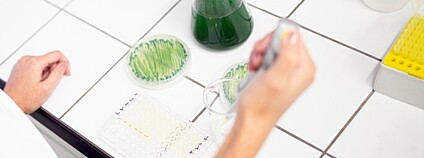 Výzkum mikrořas Foto: Masarykova univerzita v Brně